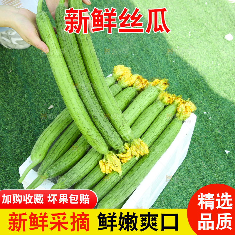 丝瓜