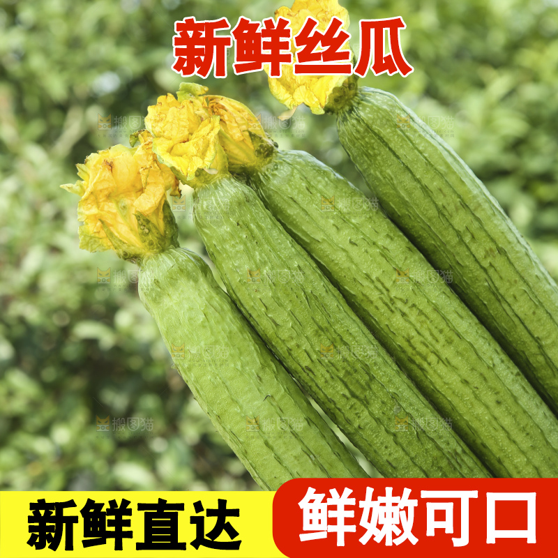 丝瓜