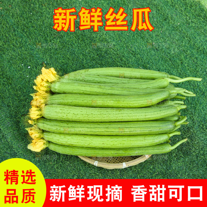 丝瓜