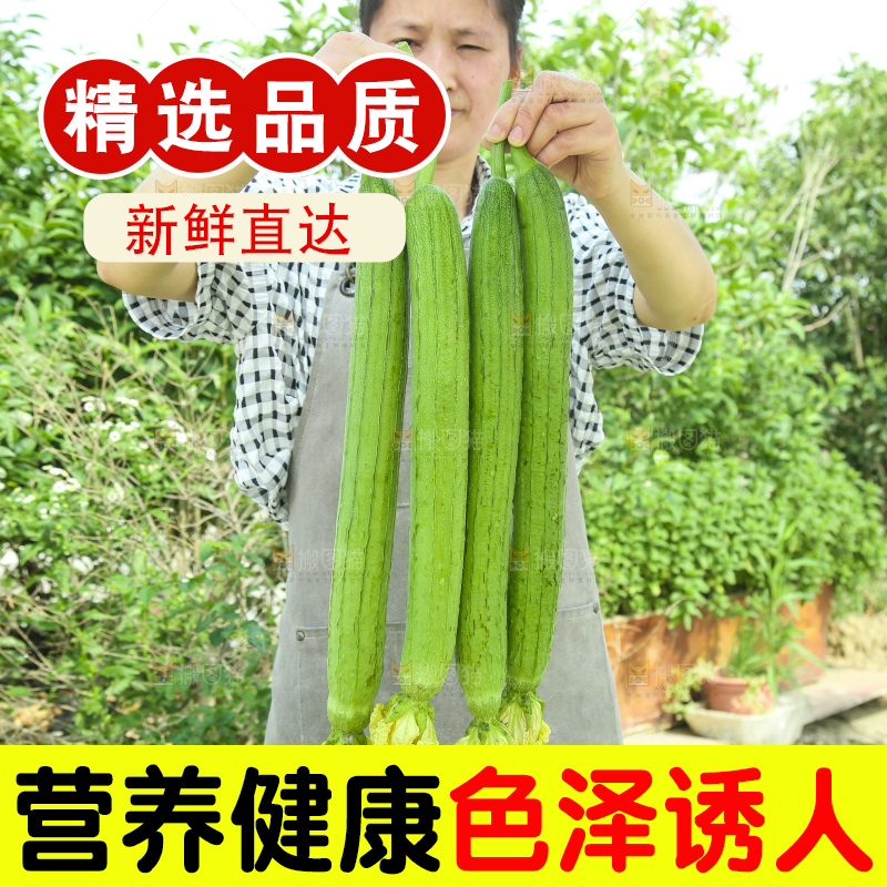 丝瓜