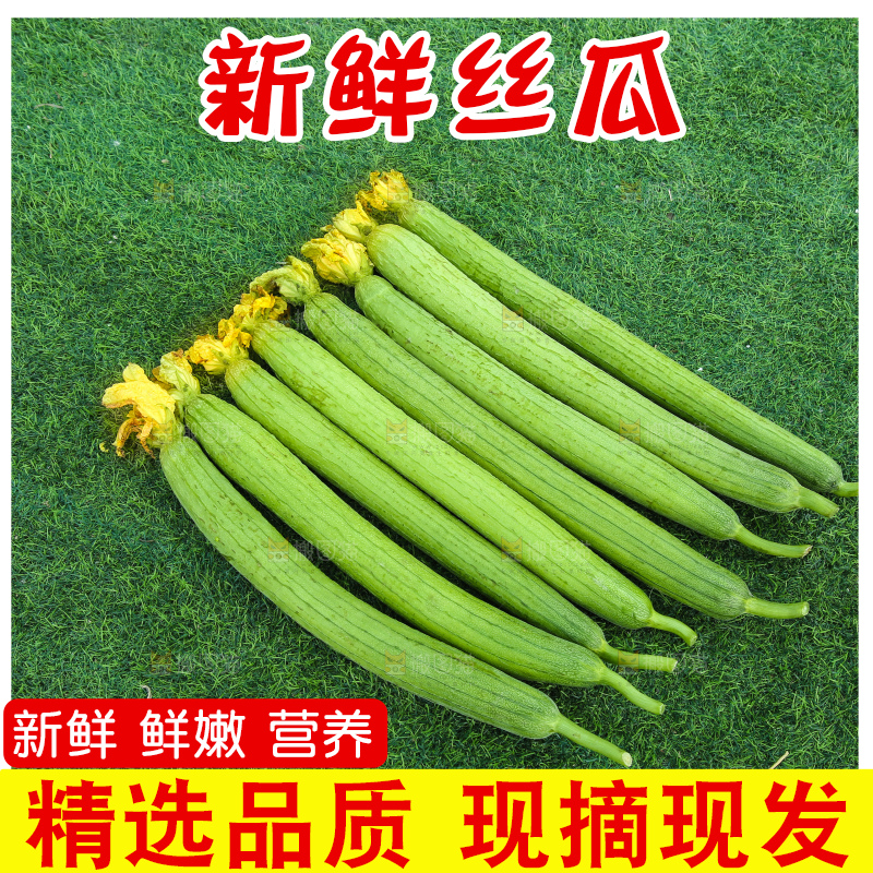 丝瓜