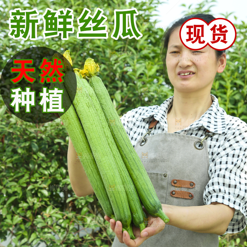 丝瓜