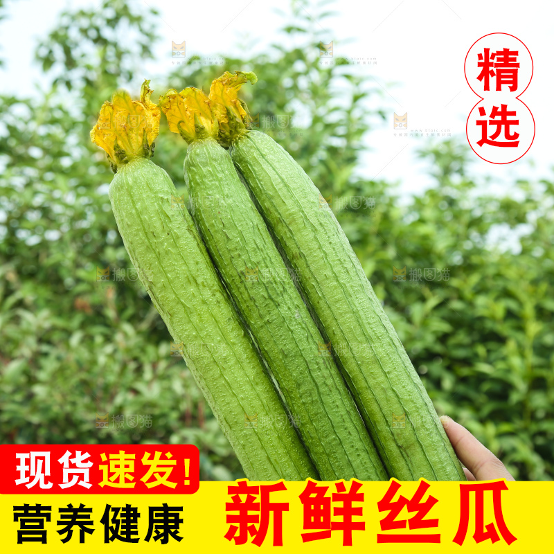 丝瓜