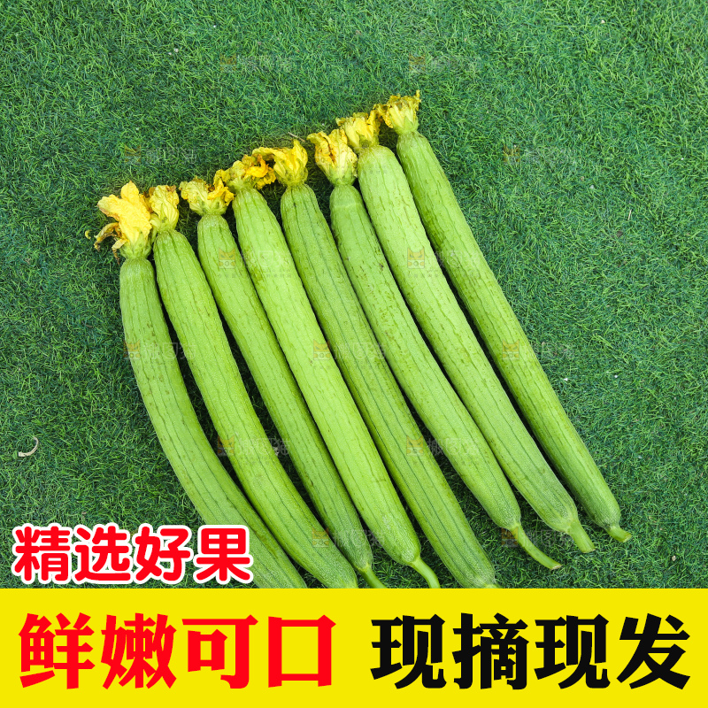 丝瓜