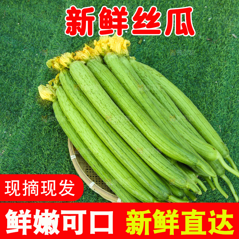 丝瓜