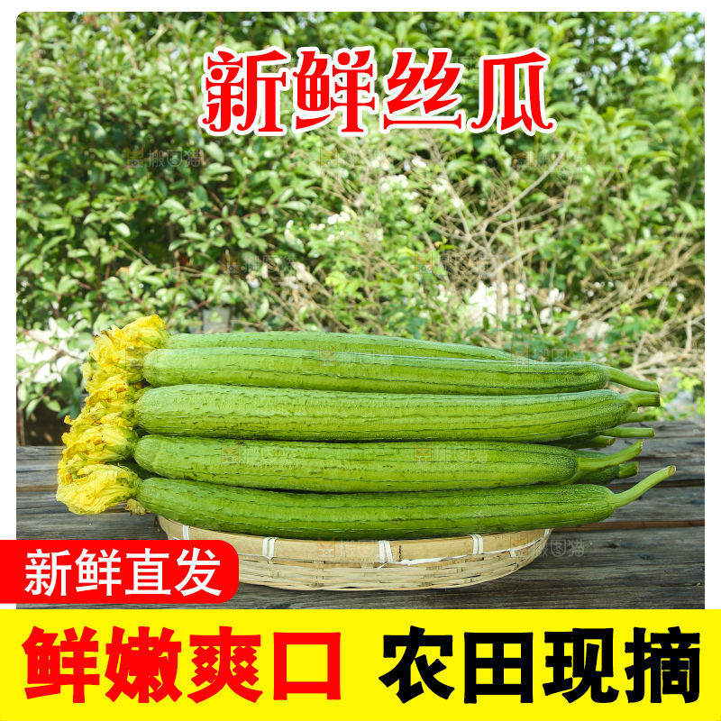 丝瓜