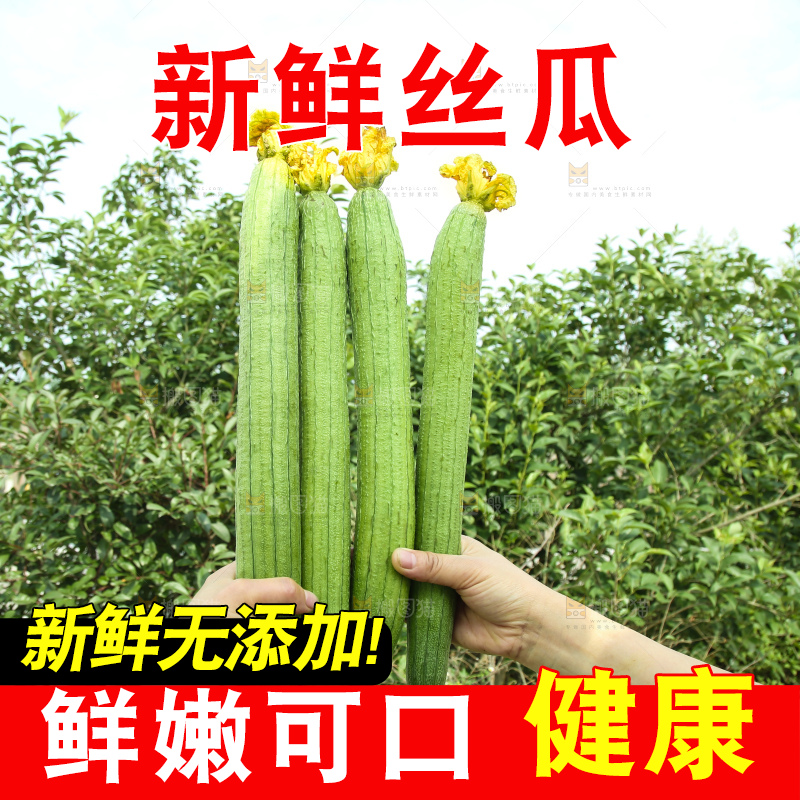 丝瓜