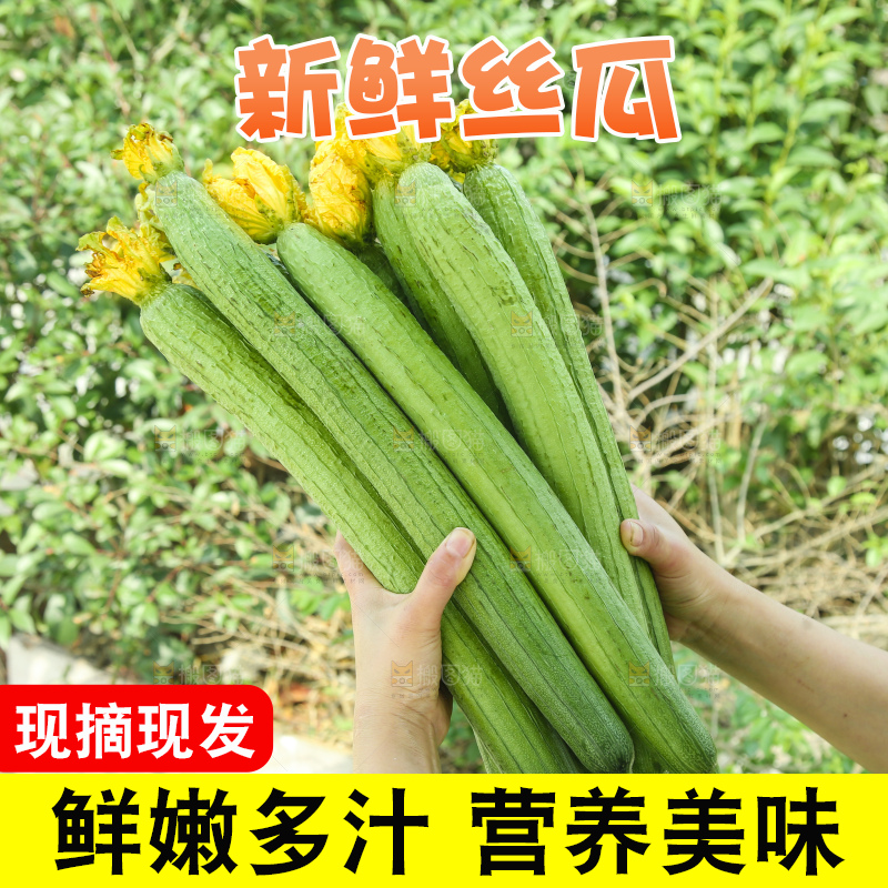 丝瓜