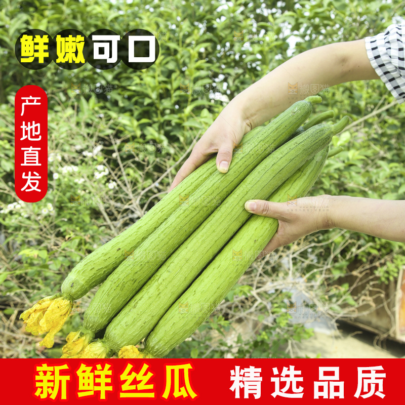 丝瓜