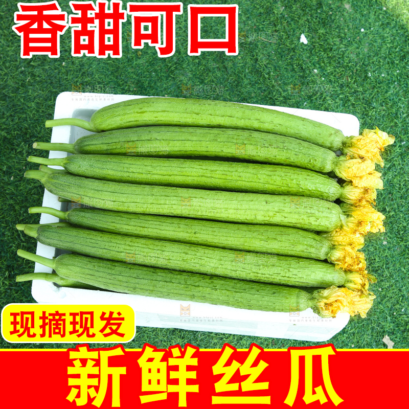 丝瓜