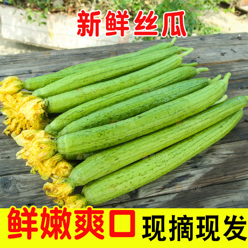 丝瓜