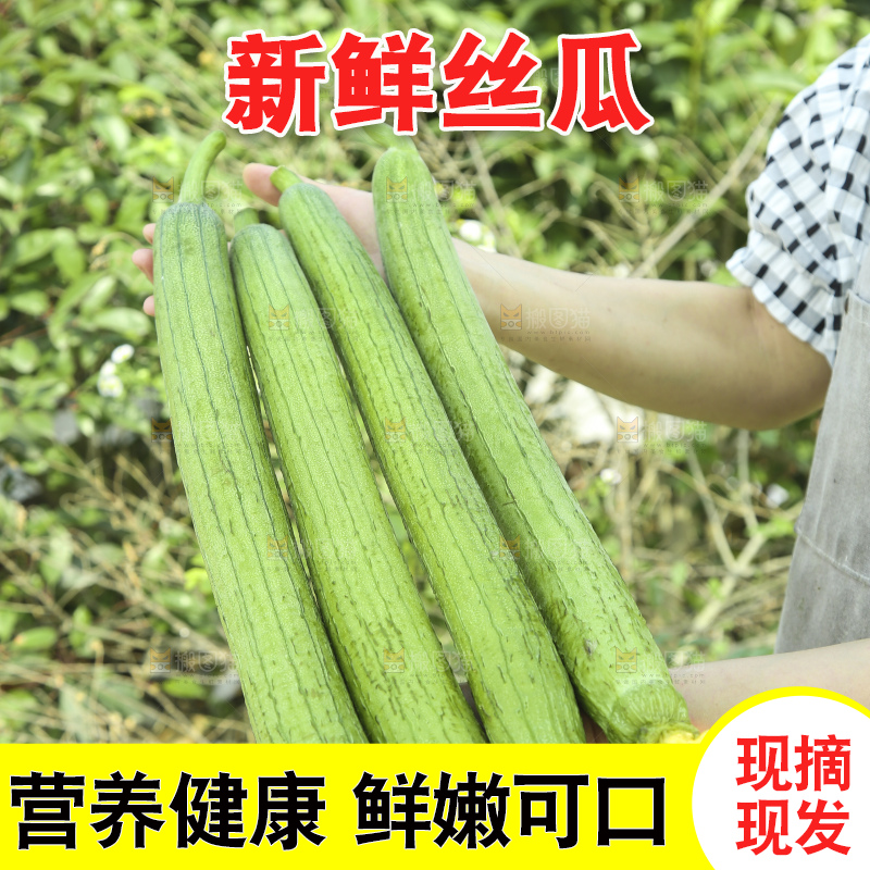 丝瓜