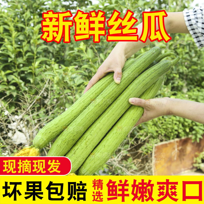 丝瓜