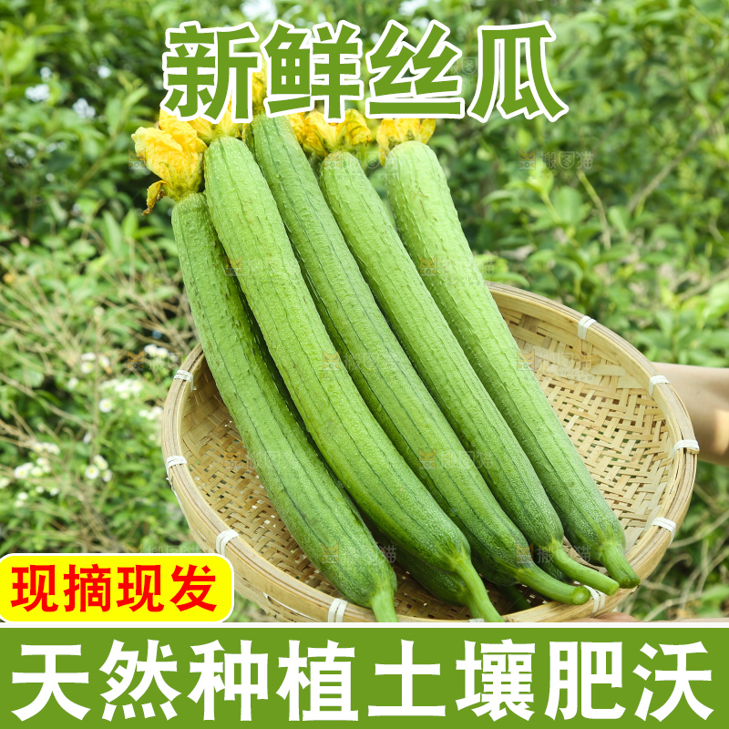 丝瓜