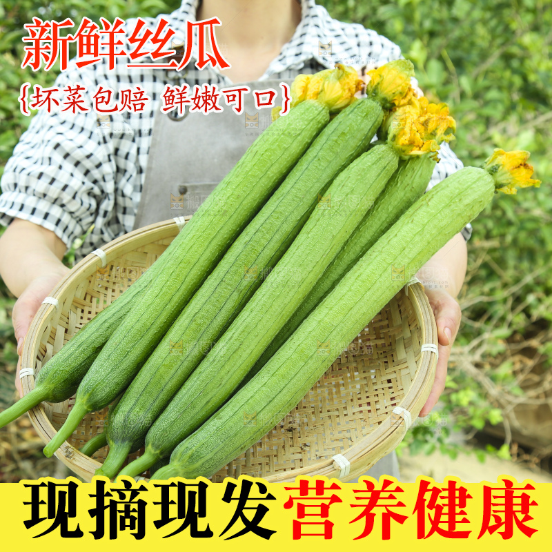 丝瓜