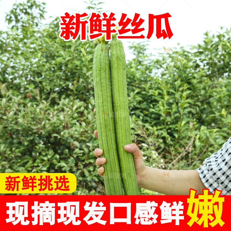 丝瓜