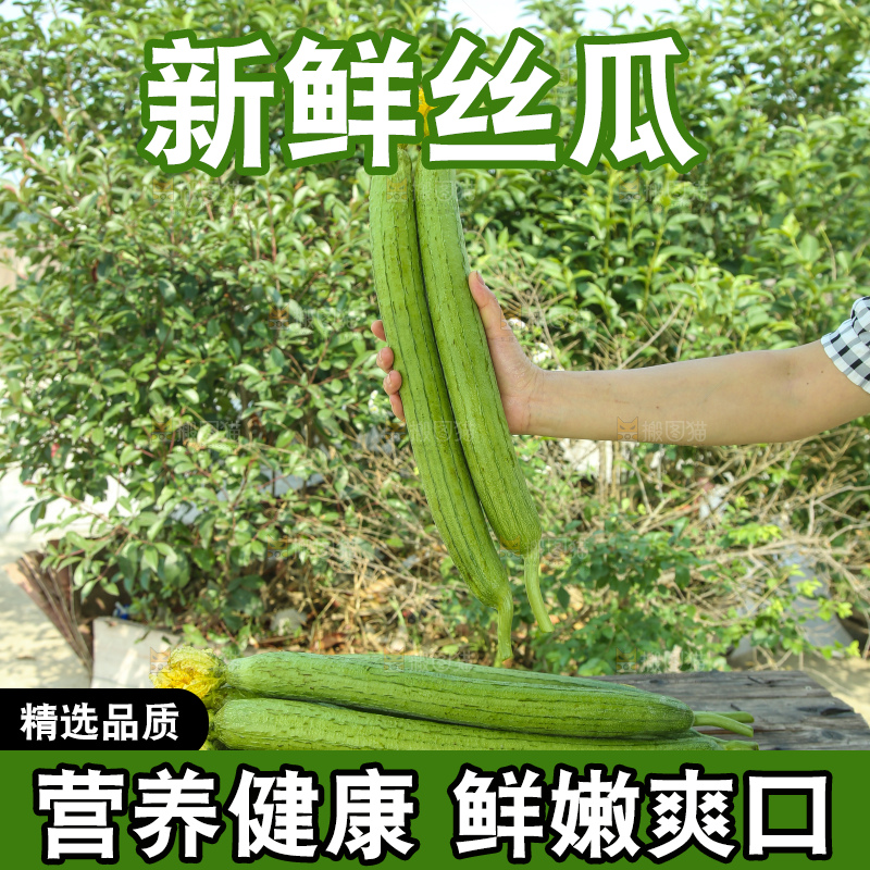 丝瓜