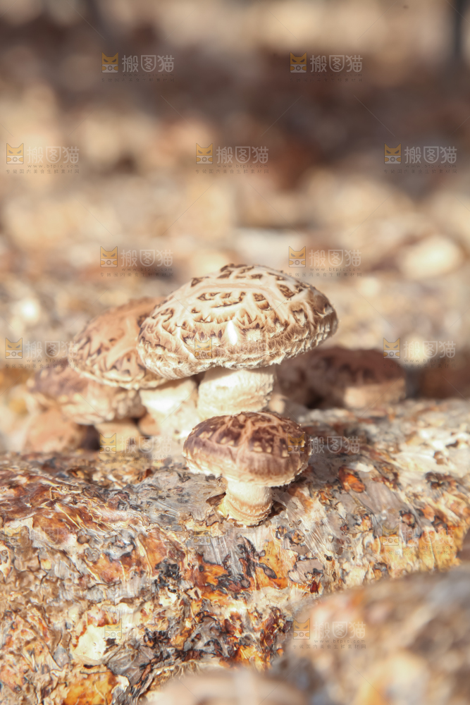 香菇养殖