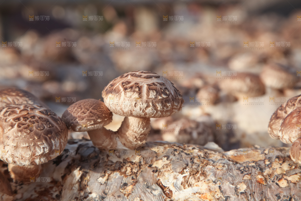 香菇养殖