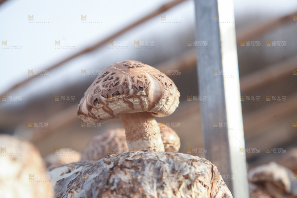 香菇养殖