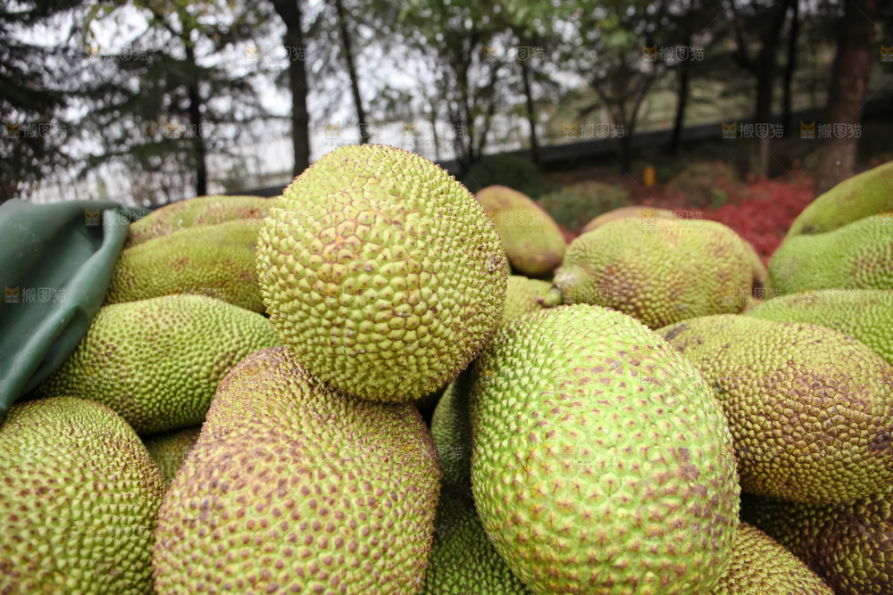 菠萝蜜