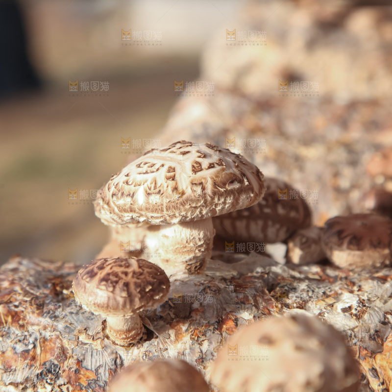 香菇养殖