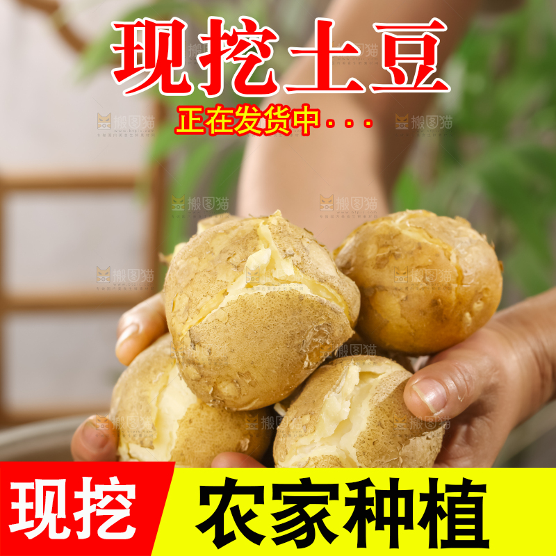 土豆
