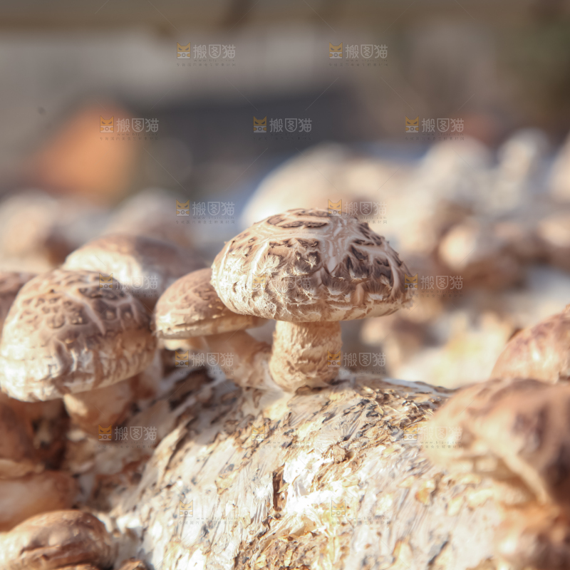 香菇养殖