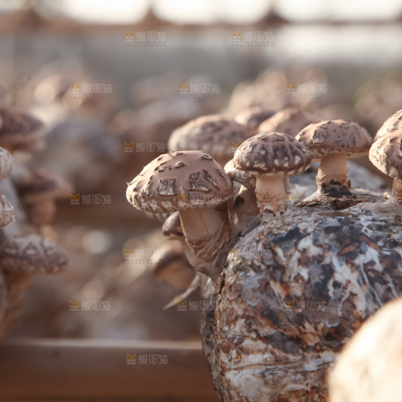 香菇养殖