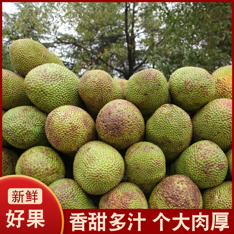 菠萝蜜