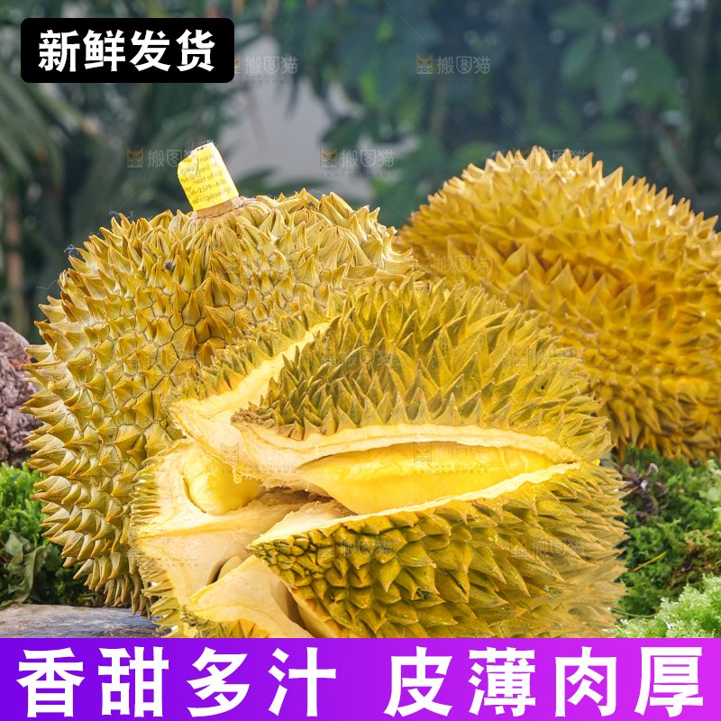 金枕榴莲