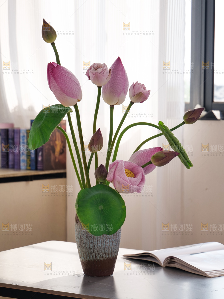 荷花