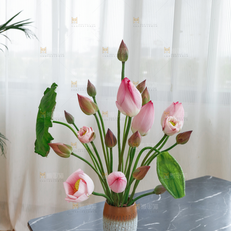 荷花