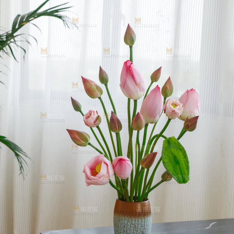 荷花