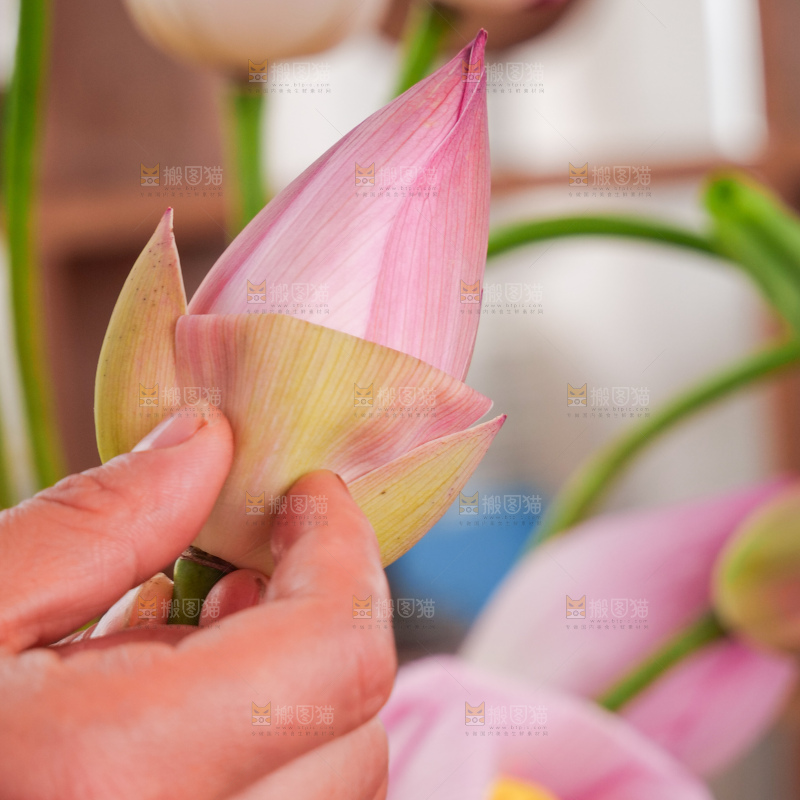 荷花