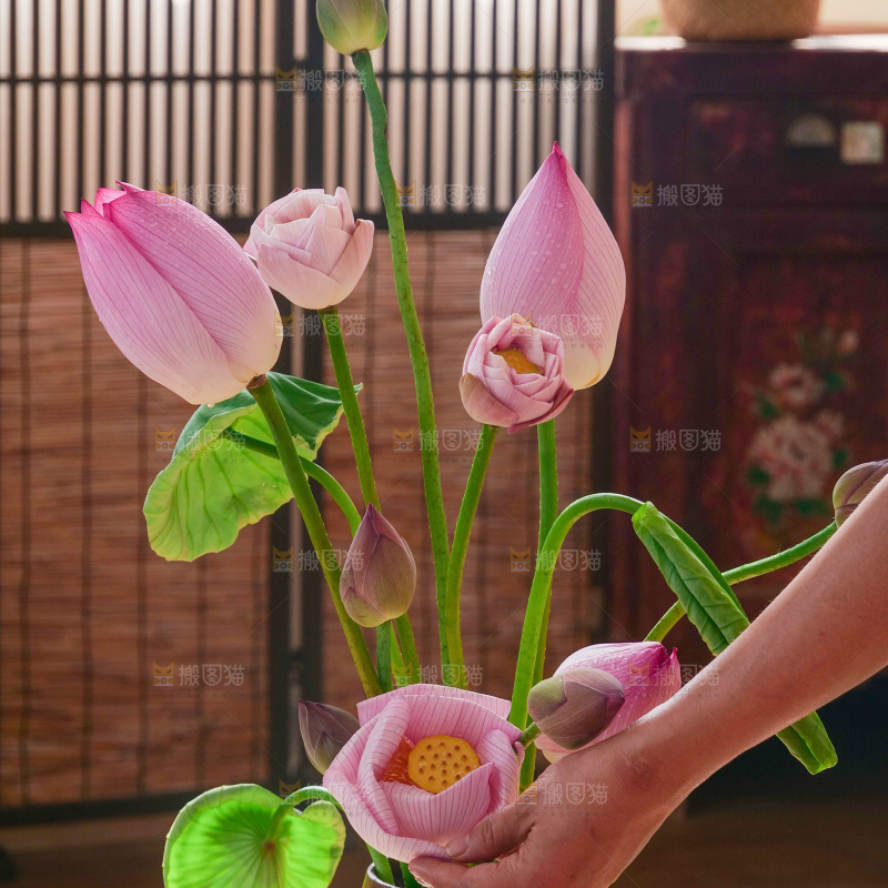 荷花