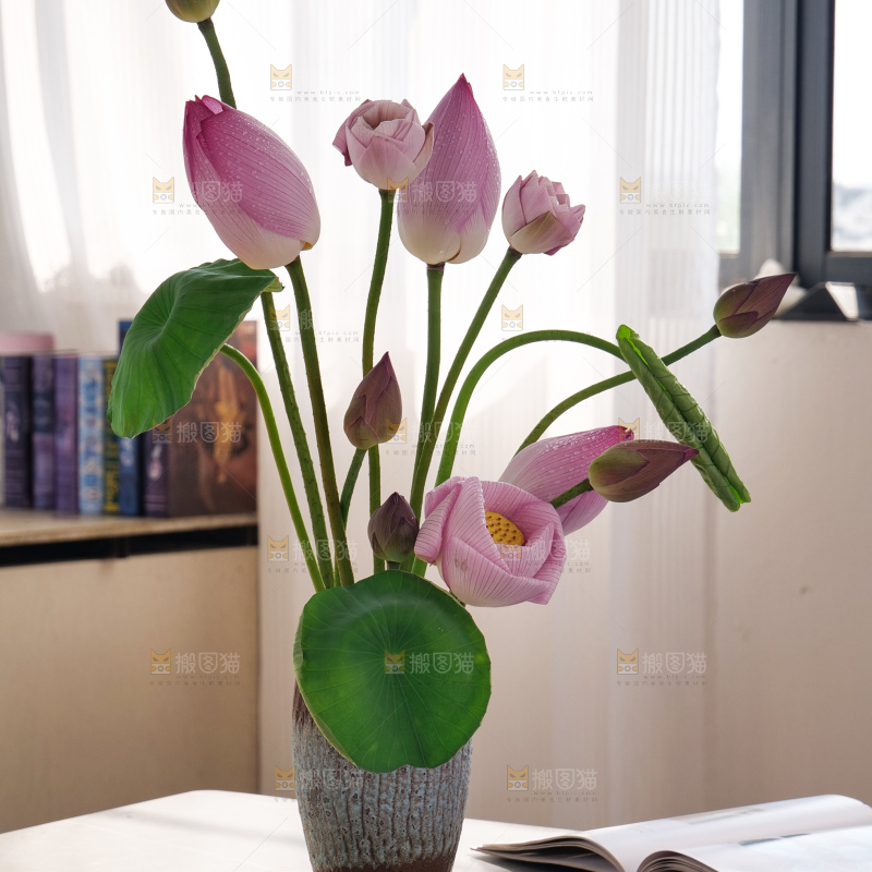 荷花
