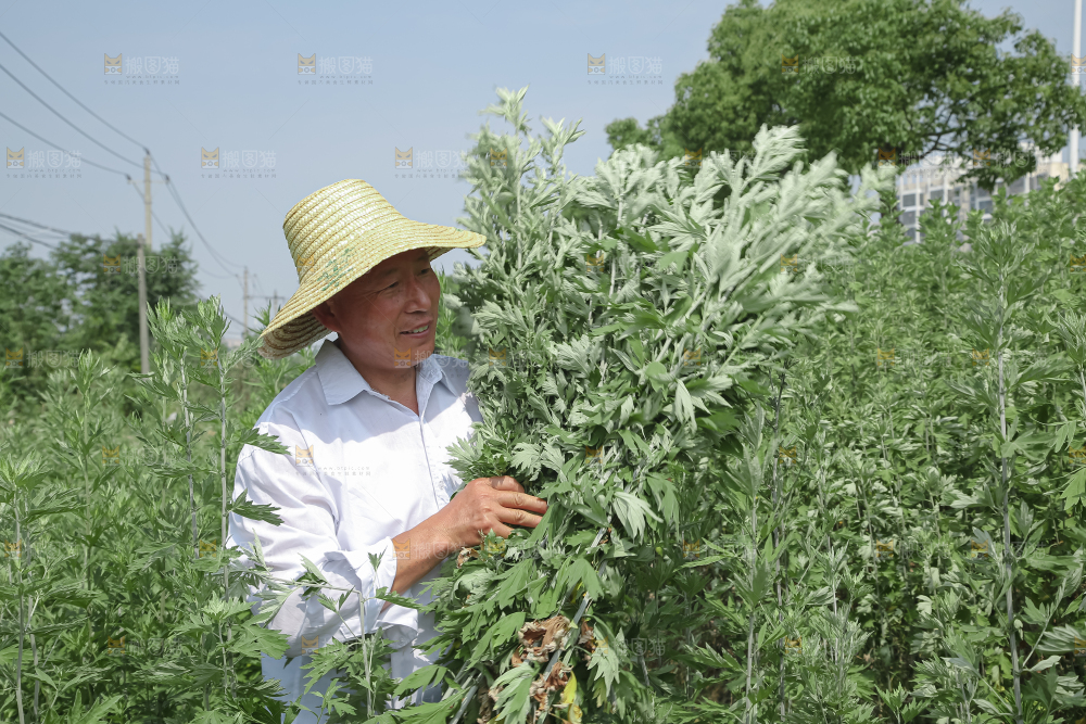 艾草