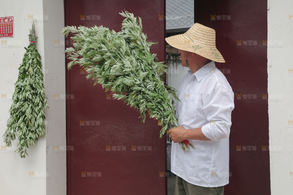 艾草