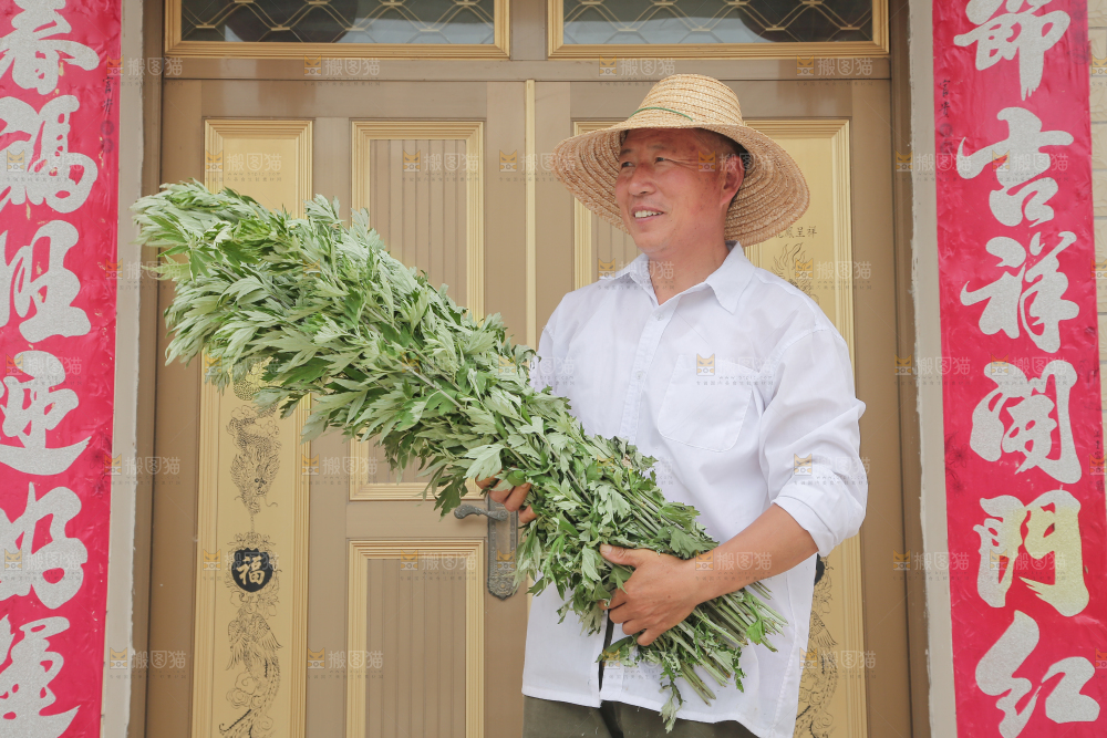 艾草