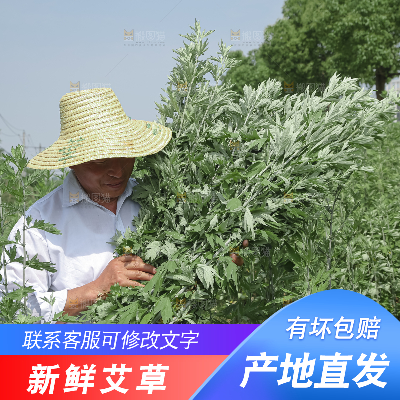 艾草
