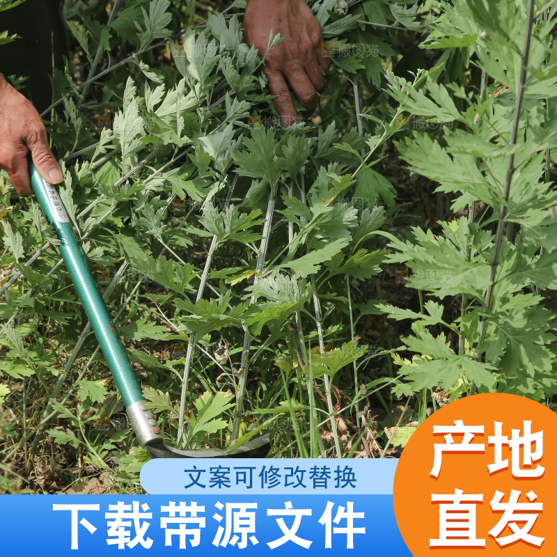 艾草