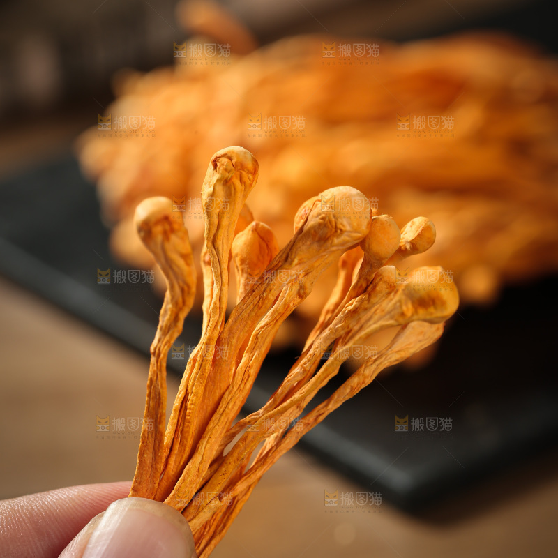 虫草花