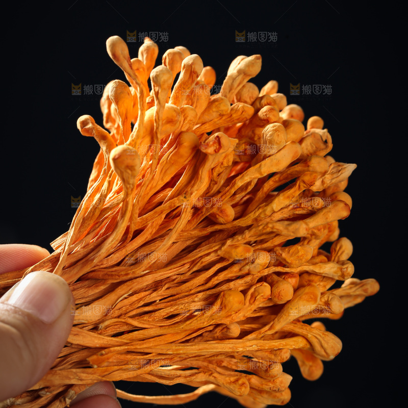 虫草花