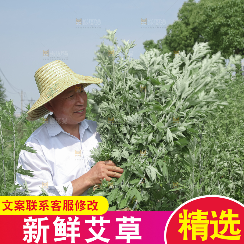 艾草
