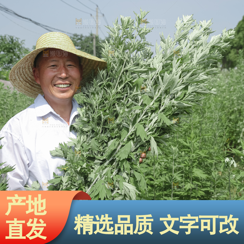 艾草