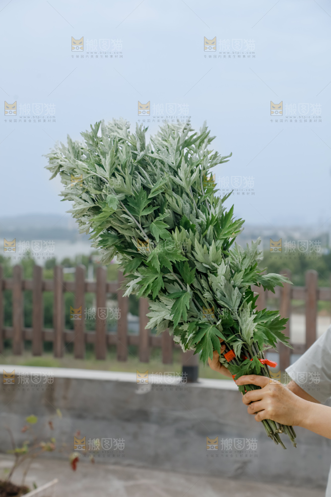 艾草