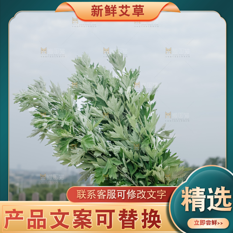 艾草
