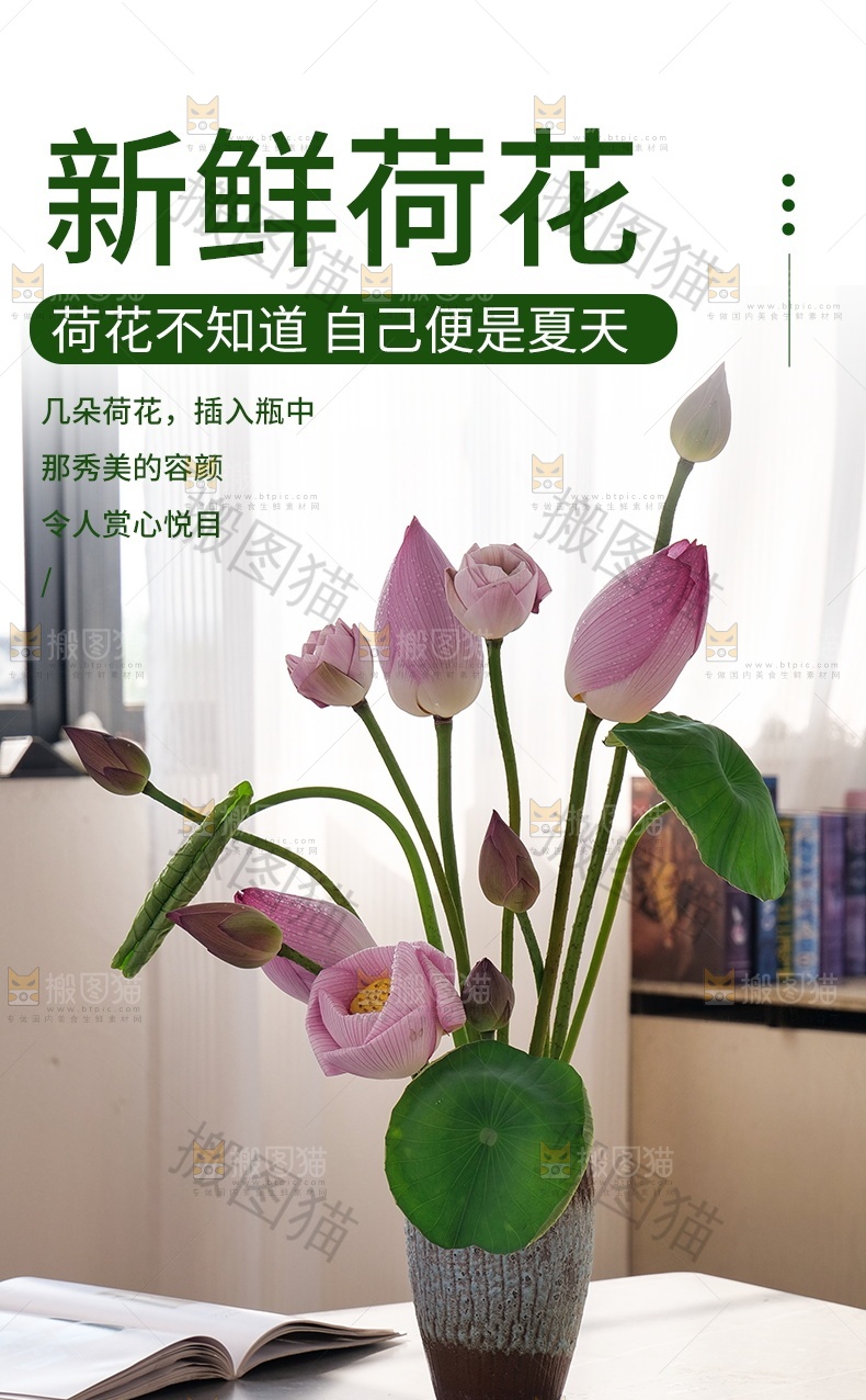 荷花详情页