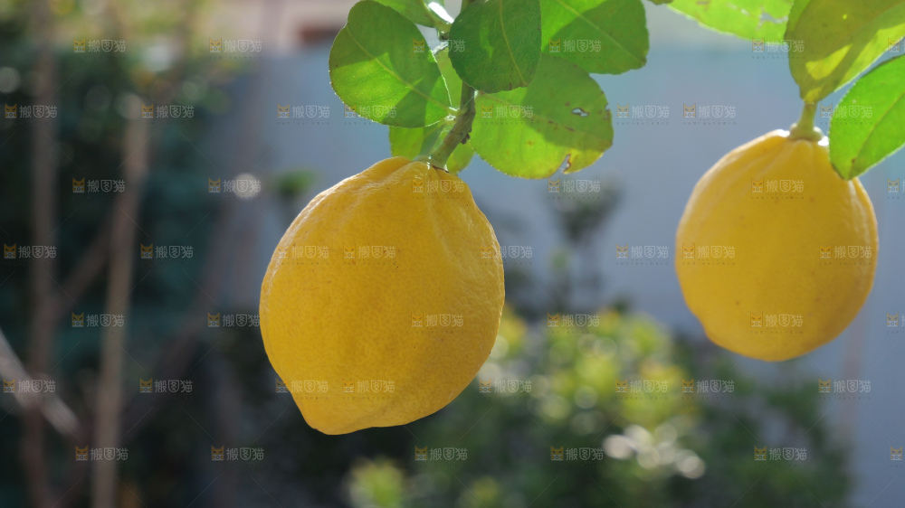 柠檬树